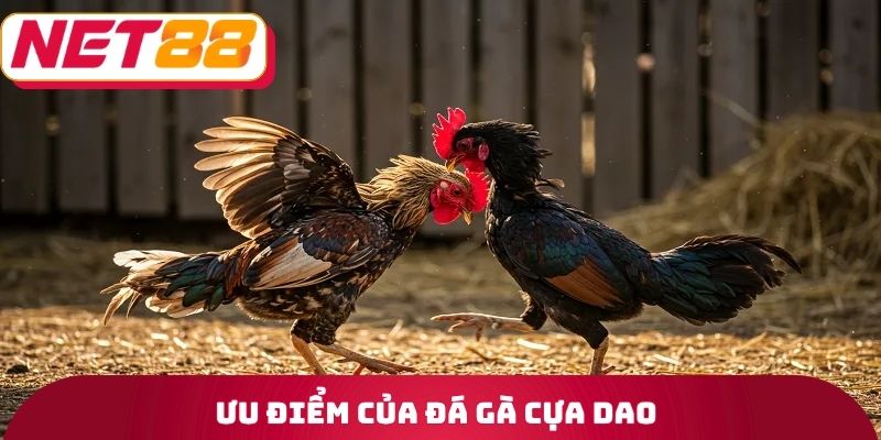 Ưu điểm của đá gà cựa dao